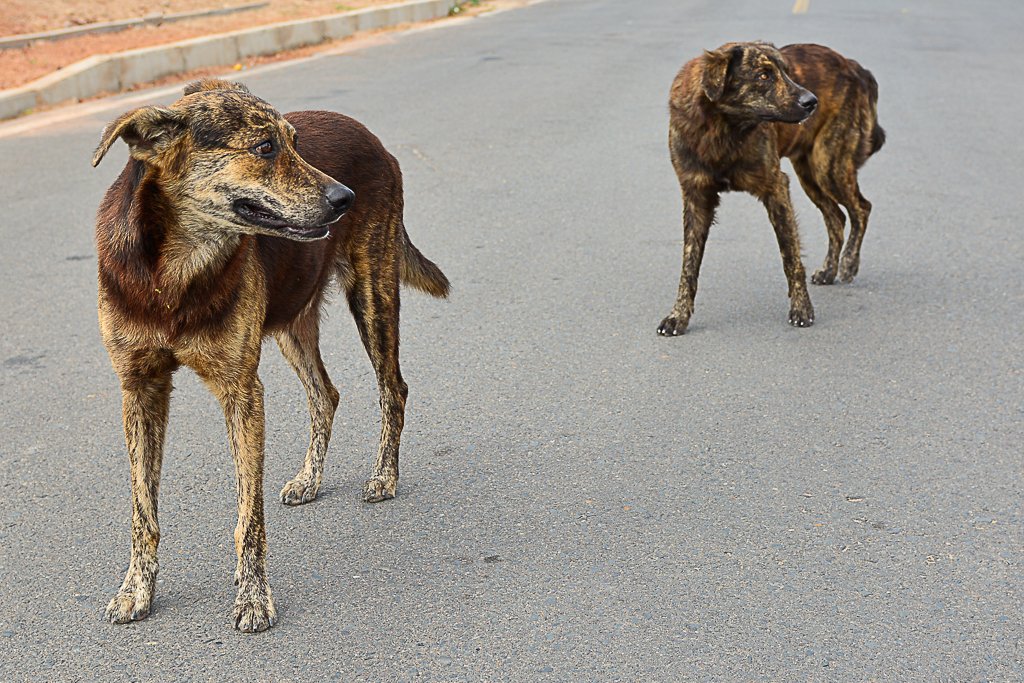 Abandono de animais nas ruas também representa risco à saúde pública ...