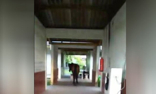 BONFIM: Escola estadual virou “abrigo para animais”, denuncia morador de Vila Vilhena
